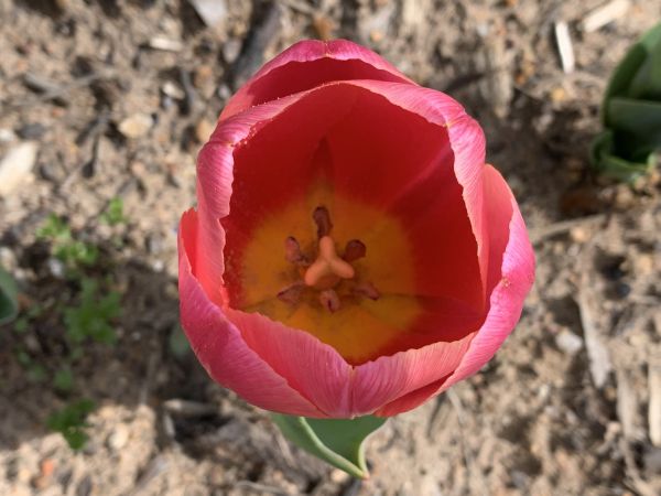 Tulip middle