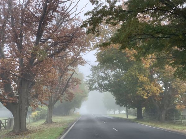Foggy morning