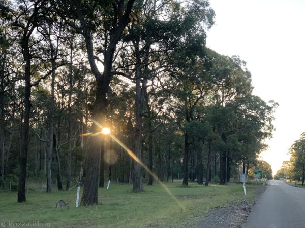 Kangaroo and sunset at Nepean Dam