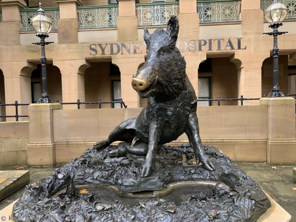 Il Porcellino outside Sydney Hospital