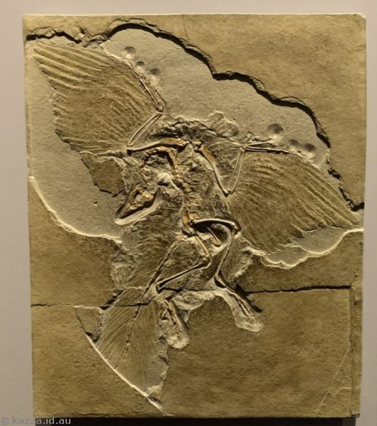 The Australian Museum