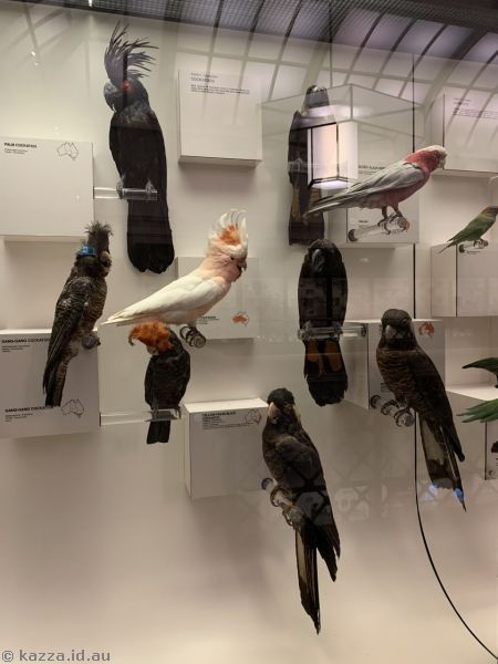 The Australian Museum