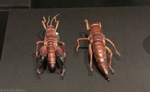 The Australian Museum