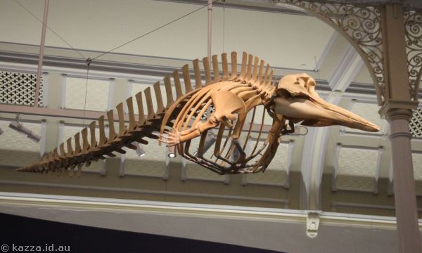 The Australian Museum