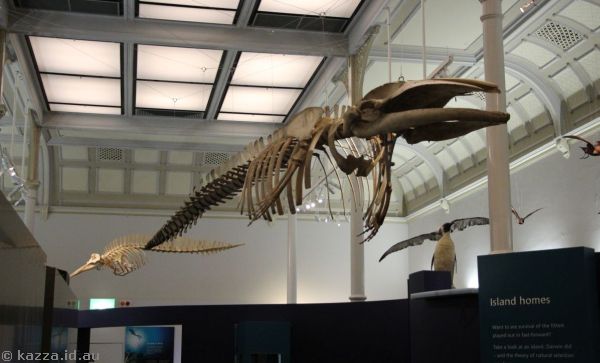 The Australian Museum
