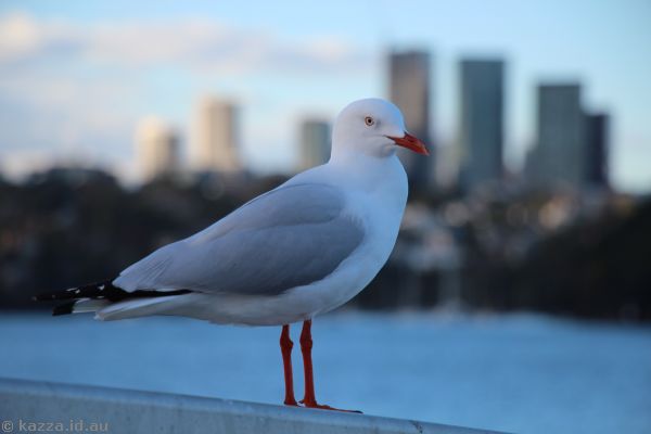 Seagull