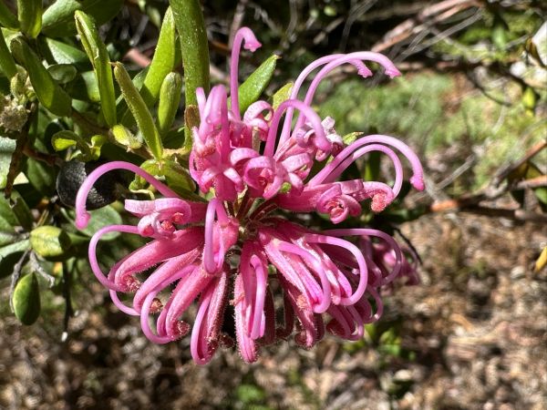 Grevillia