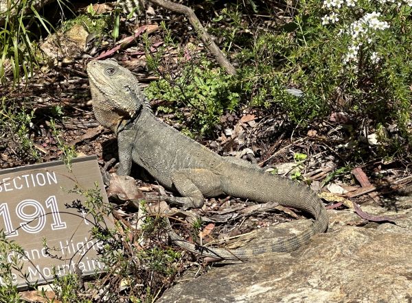 Lizard at the Botanical Gardens