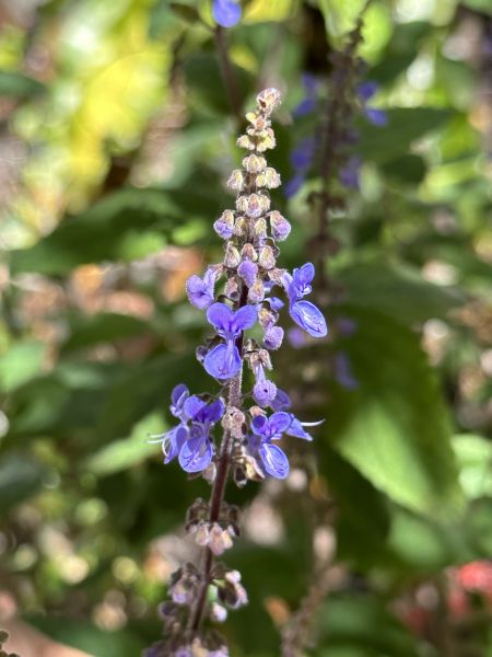 Purple flowers