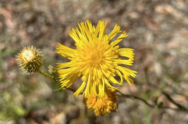 Yellow flower
