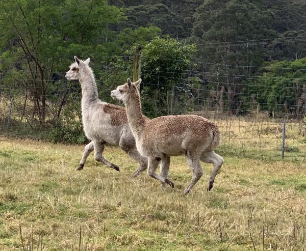 Al and Kerry Paca