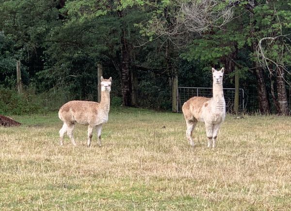 Al and Kerry Paca
