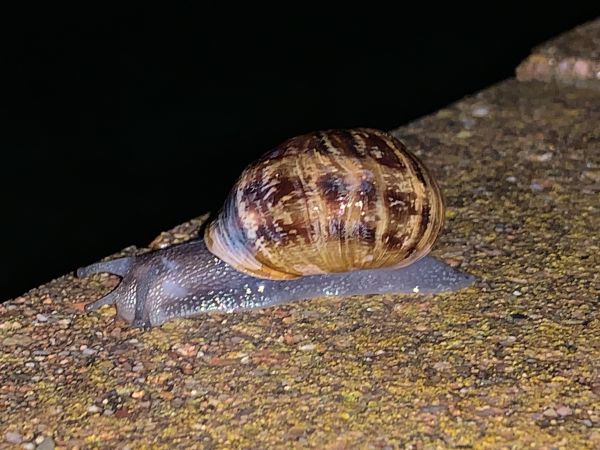 Autumn snail