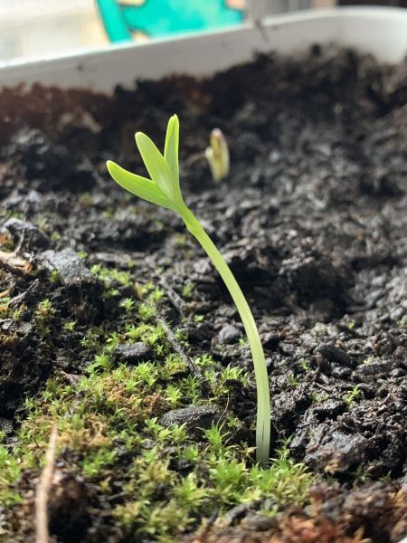 Baby coriander