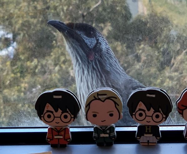 Bird at the window