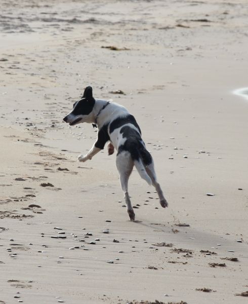 Biscuit at the beach