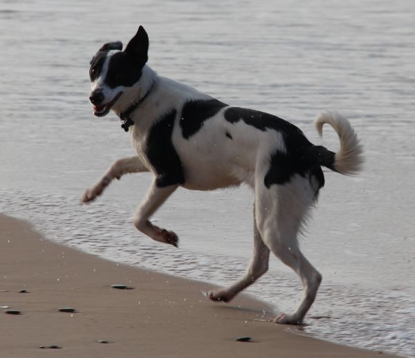 Biscuit at the beach