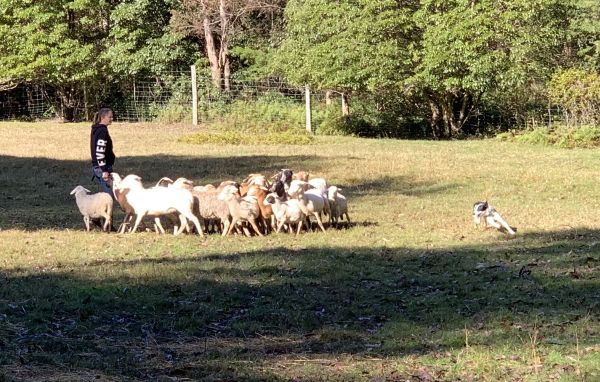 Biscuit herding sheep