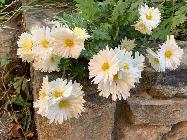 Crysanthemums