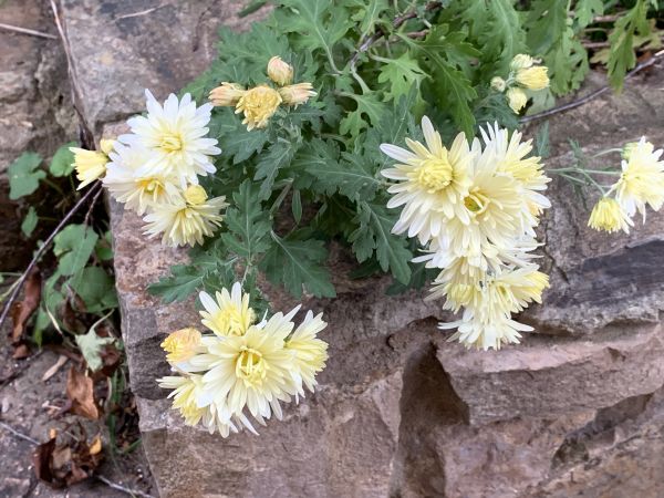 Crysanthemums