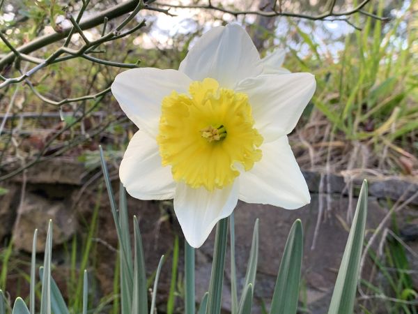 Daffodil