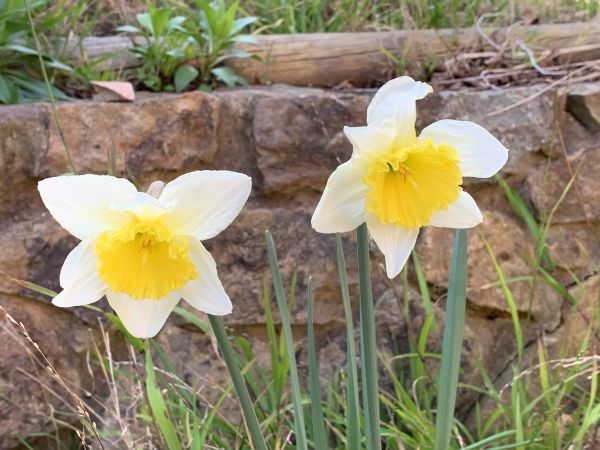 Daffodil pair