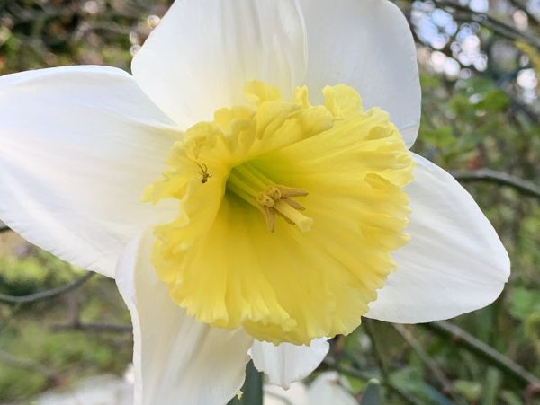 Daffodil spider