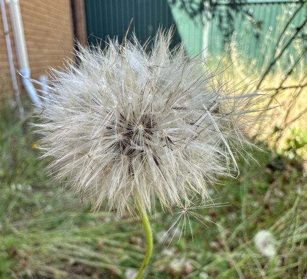 Dandelion macro