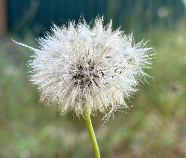 Dandelion 3x