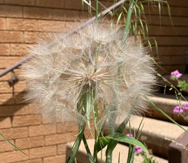 Epic dandelion