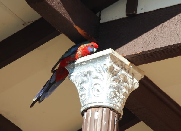 Bird eating the house