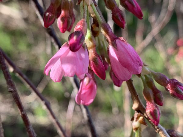First cherry blossom