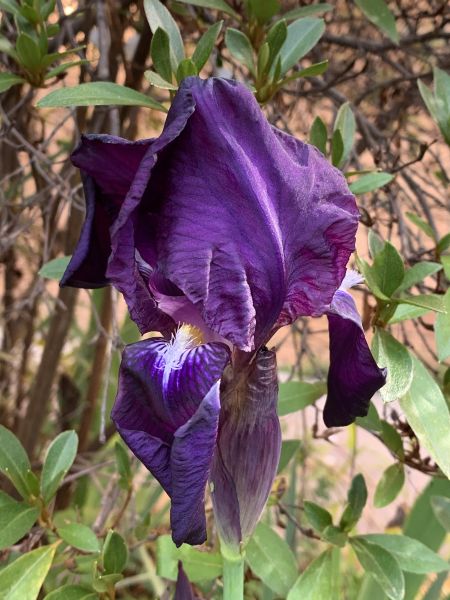 Iris