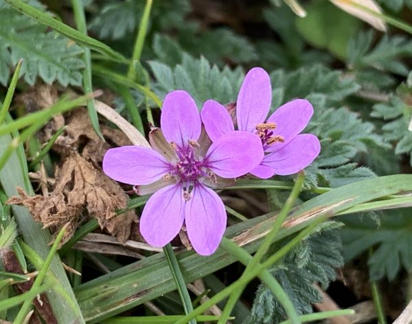 Pink flower