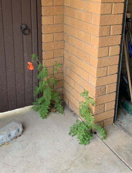 Garage poppies