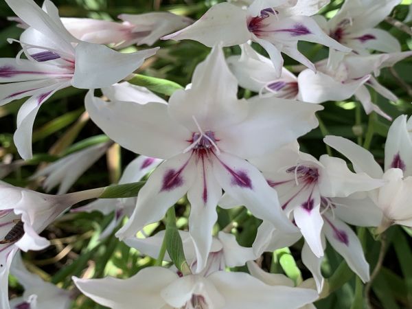 Fancy gladioli