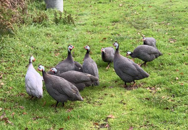 Guinea fowl