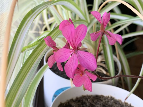 Hot pink geranium