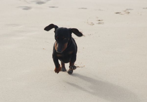Jasper at the beach