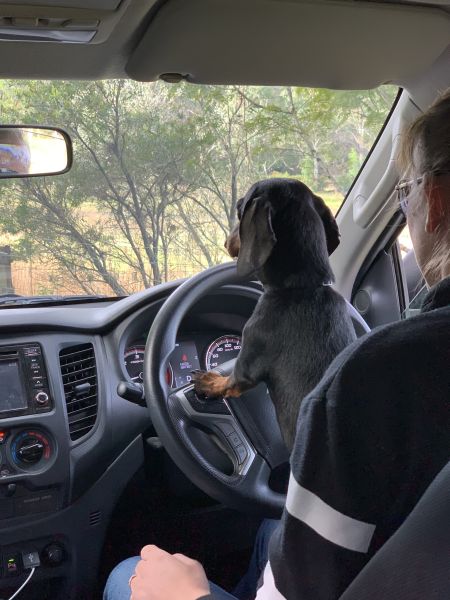 Jasper driving