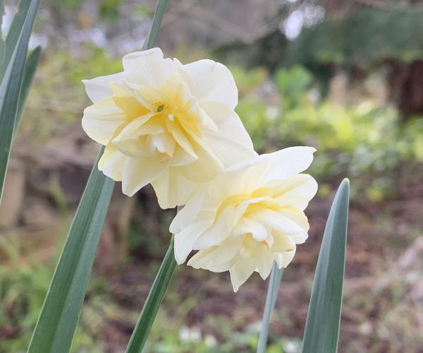 Jonquils or something out the front