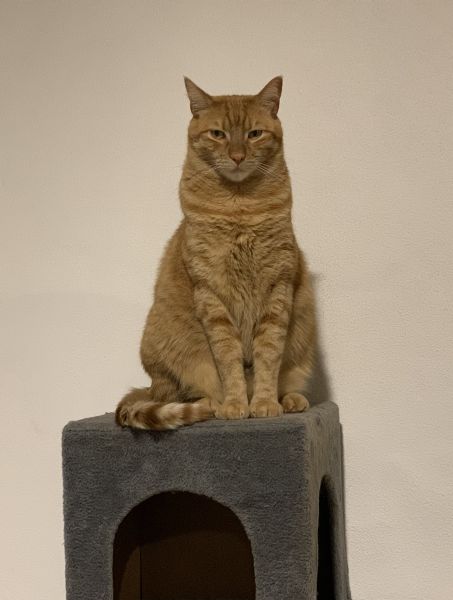 Arthur, King of the Britons