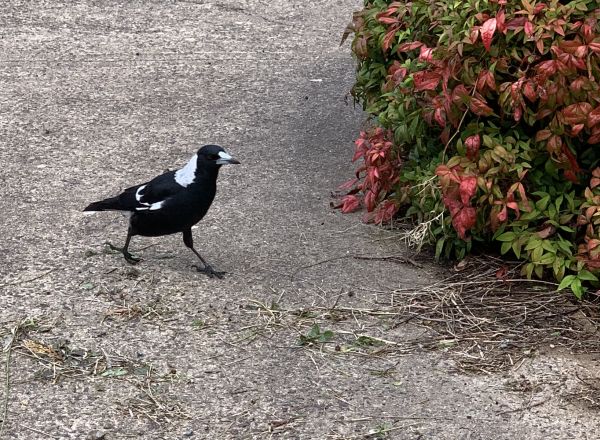 Magpie supervisor