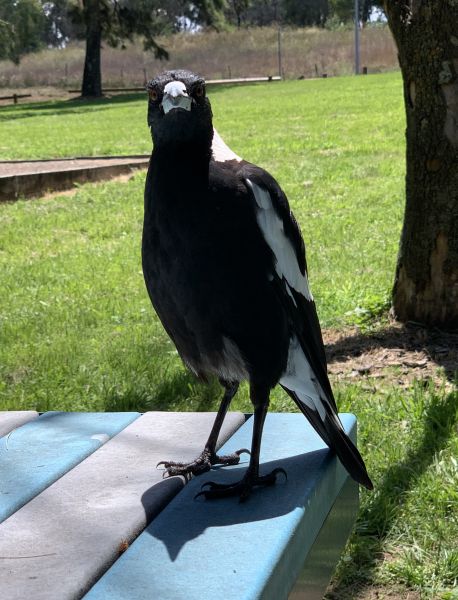 Magpie on the table