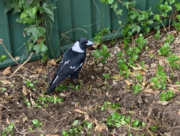 Magpie weeding noms