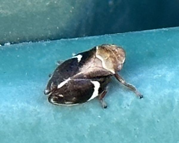 Mini bug