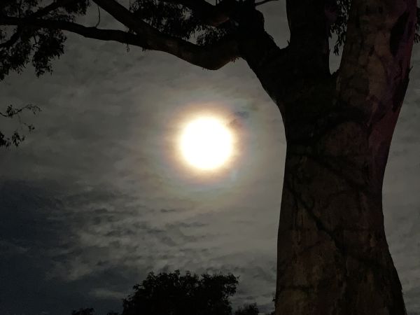 Moon behind a tree