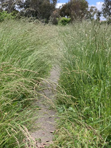 Needs a mow