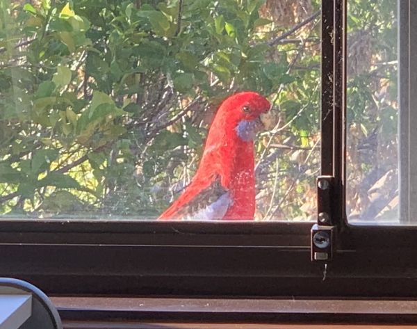 Oh hai bird