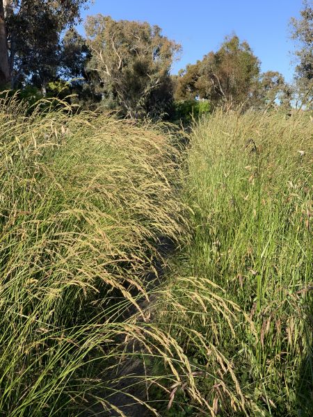 Path silliness